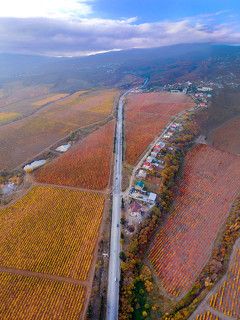 Крым. Алушта. Виноградники в окрестностях Алушты.