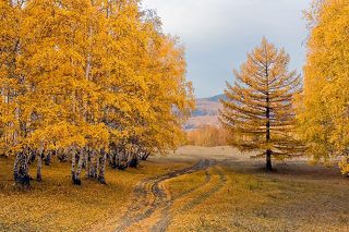 Золото осени