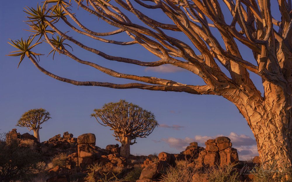 Kokerbooms (Aloe trees)