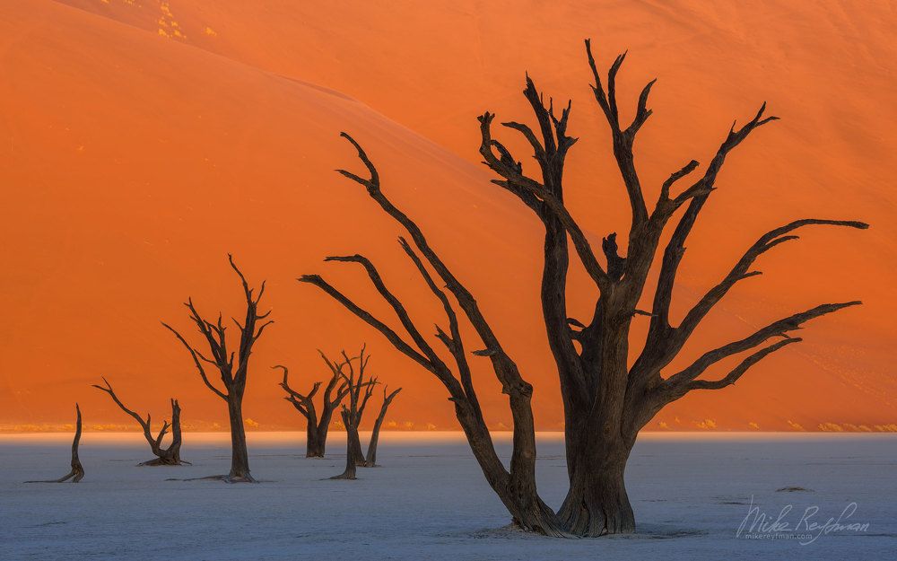 Ancient Skeletons of Camel Thorn Trees on the backdrop of soaring orange dunes.