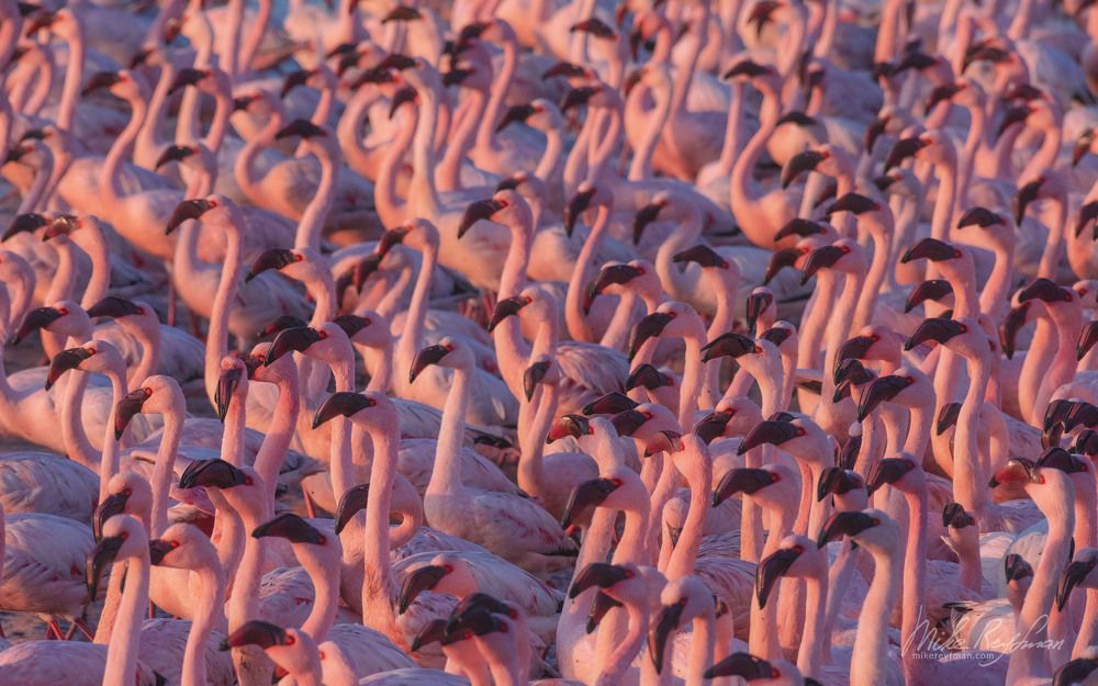 Flamingo Lagoon