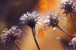 Созревшие семена клематиса