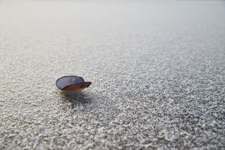 Перламутровка зимняя