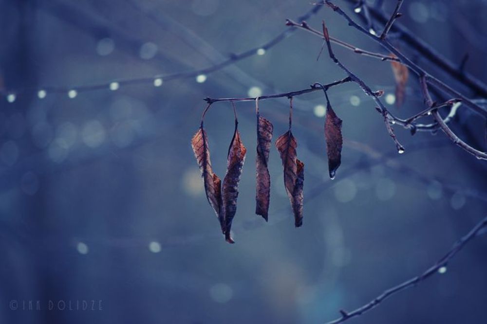 Raindrops