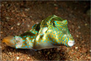 - Товарищ, меня мутит - что-то не то съел, по-всему...(