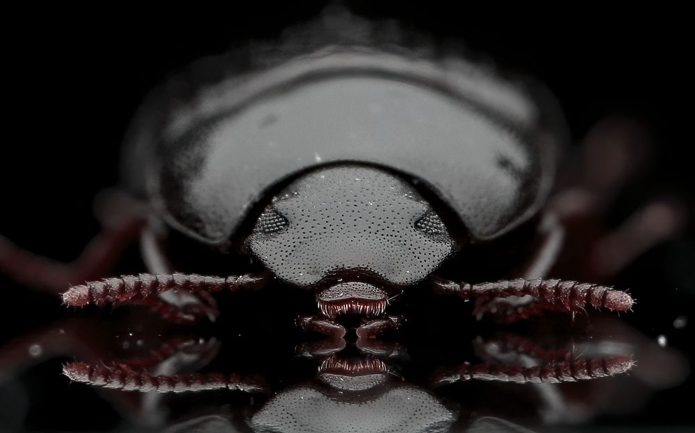 Macro Photography