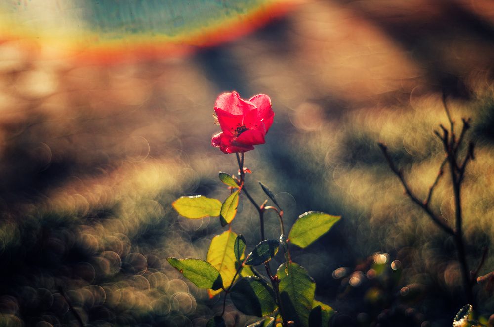 Про январские розы.