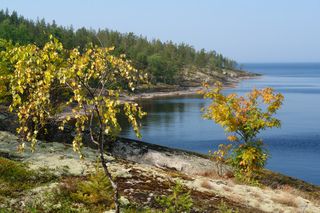 Берёзка и рябинка