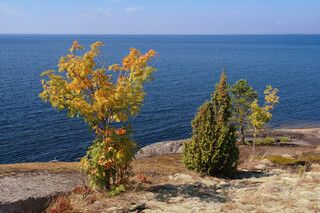 Рябинка и можжевельник