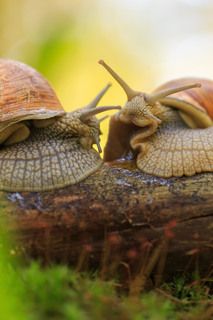 Виноградные улитки