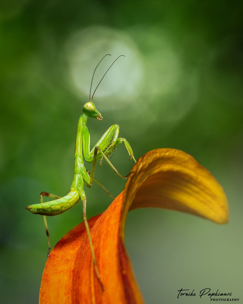 Baby Mantis