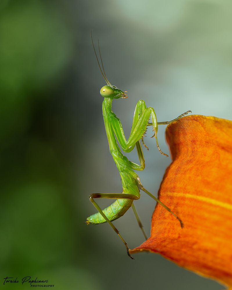 Baby Mantis