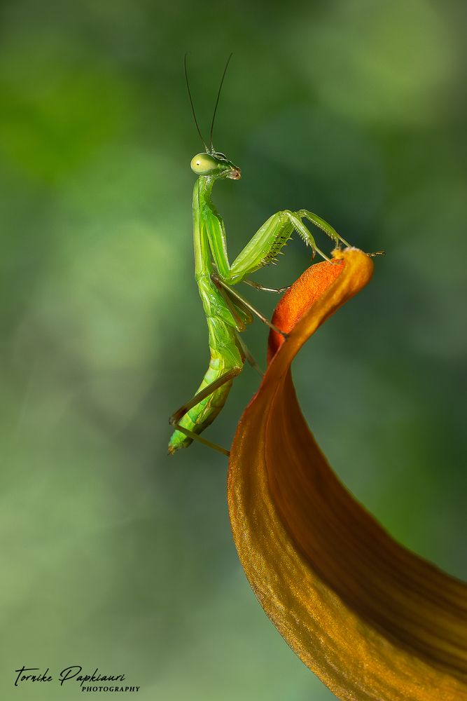 Baby Mantis