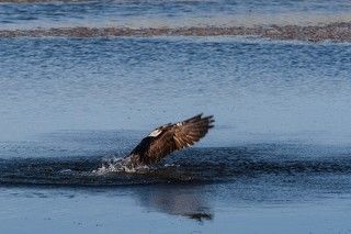 Выход из воды