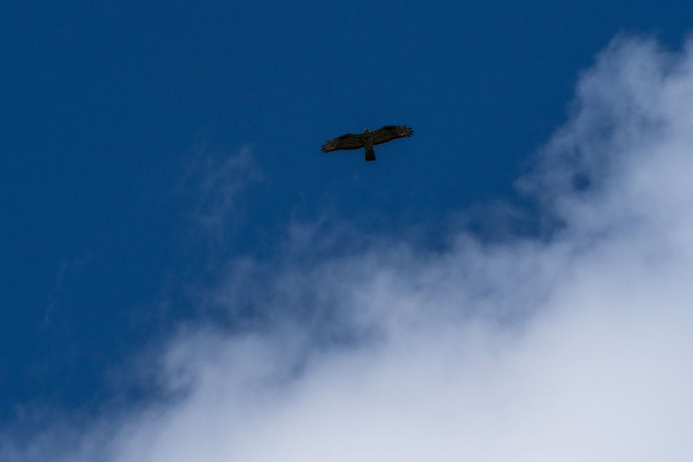 Photo 2906814