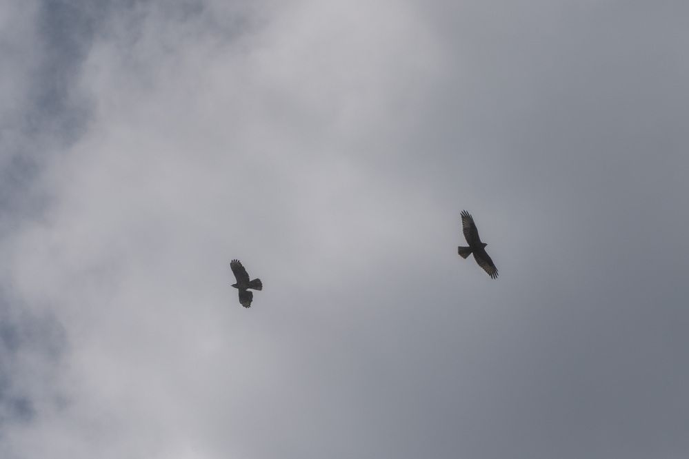 Photo 2906816
