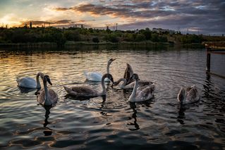 Вечерний променад лебединого семейства