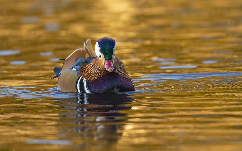 Мандаринка в золоте :)