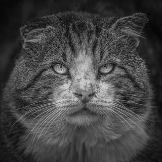 «Бонза» - Матерый смотрящий, от крупных движух отошел, крышует «Мясную лавку». Основная подруга «Матильда». К кожаным лоялен, но на полный контакт не идет, масть не позволяет.