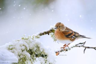 Среди снегов.