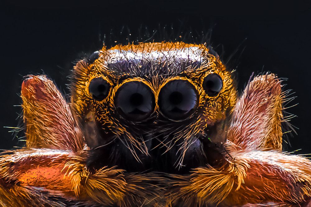 Macro Spider Portrait