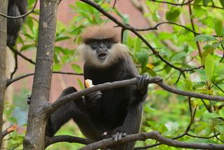 Удивленный лангур