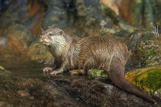 Азиатские выдры, фото 3