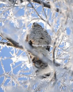 Ястреб-перепелятник