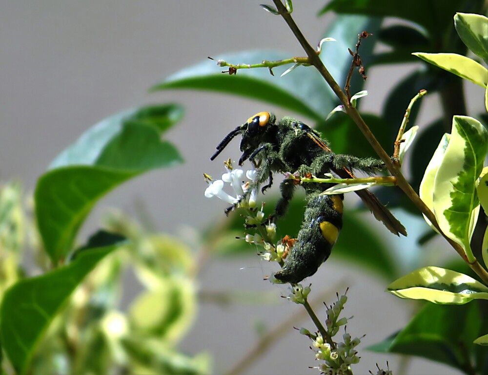 Photo 29945853