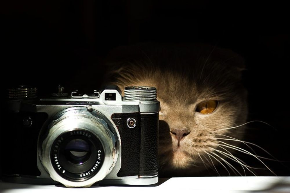 Фотокот