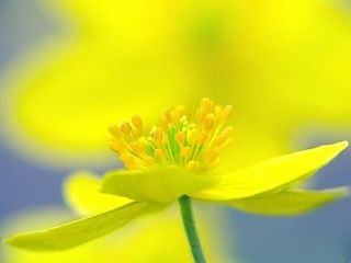 лютики-солнышки