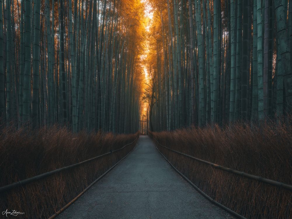 Arashiyama Bamboo Forest