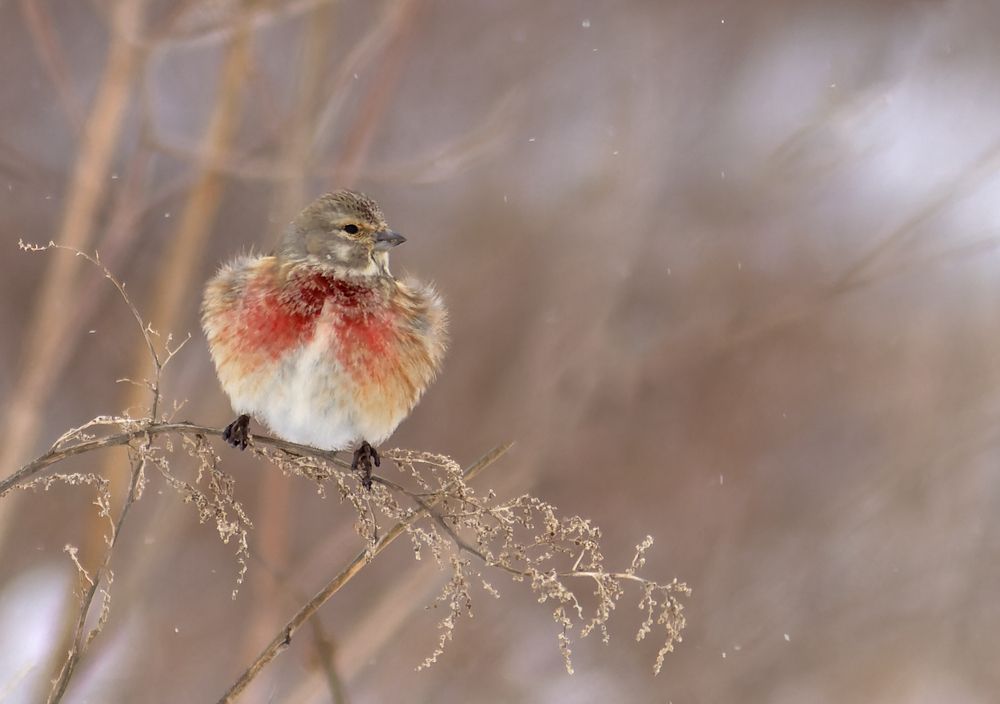 Обикновено конопарче     Carduelis cannabina