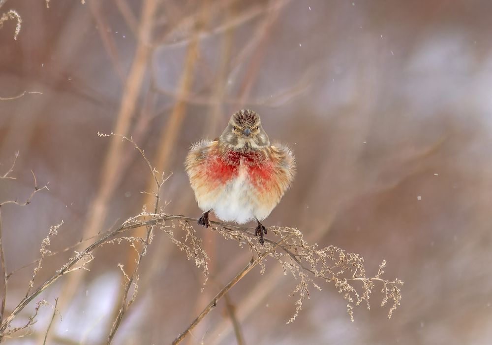 Обикновено конопарче     Carduelis cannabina