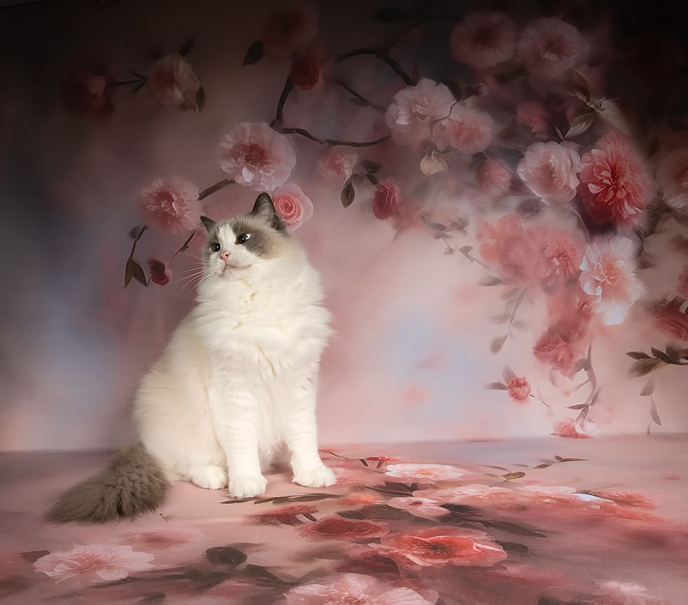 Cats, Spring Time - Котики в Красоте