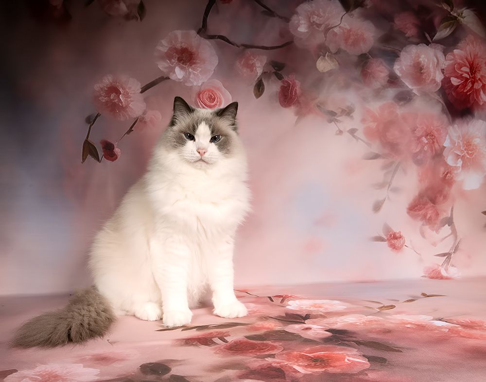 Cats, Spring Time - Котики в Красоте