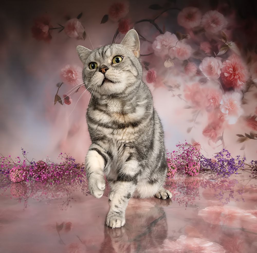 Cats, Spring Time - Котики в Красоте