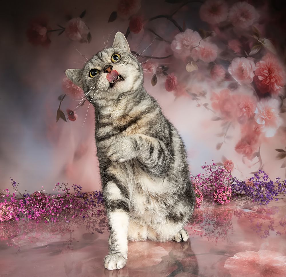 Cats, Spring Time - Котики в Красоте