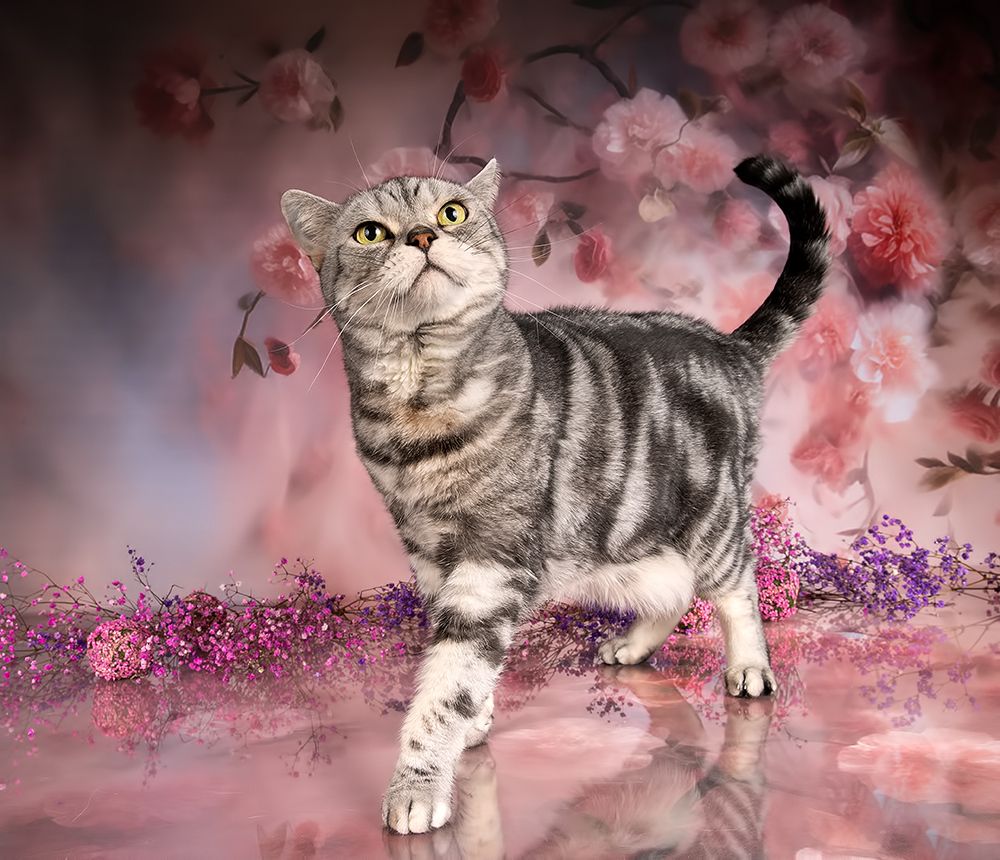 Cats, Spring Time - Котики в Красоте