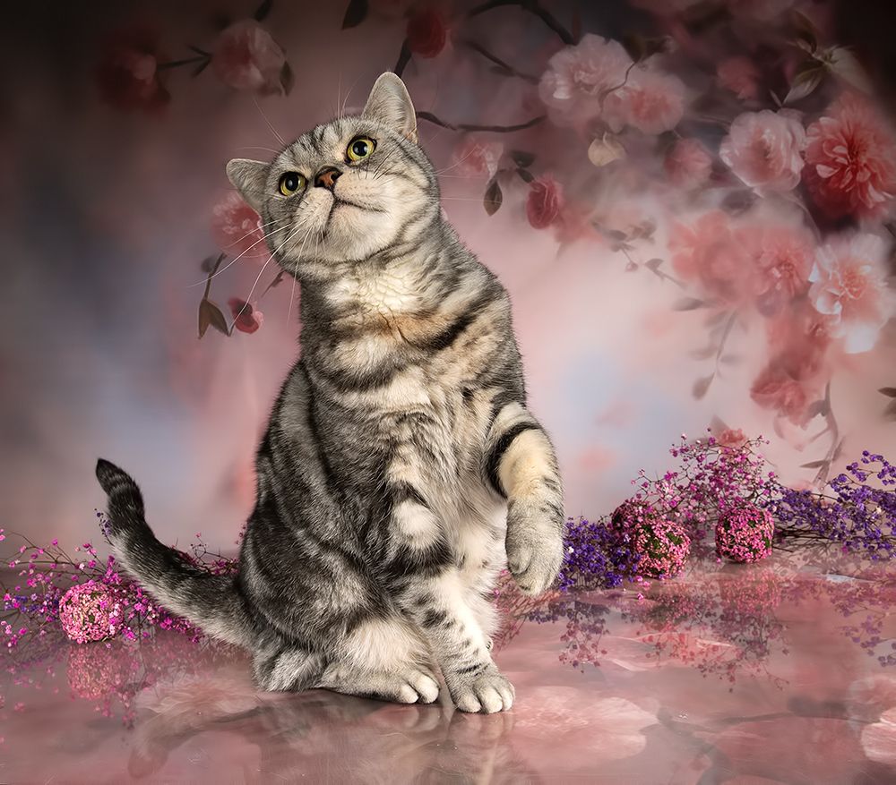 Cats, Spring Time - Котики в Красоте