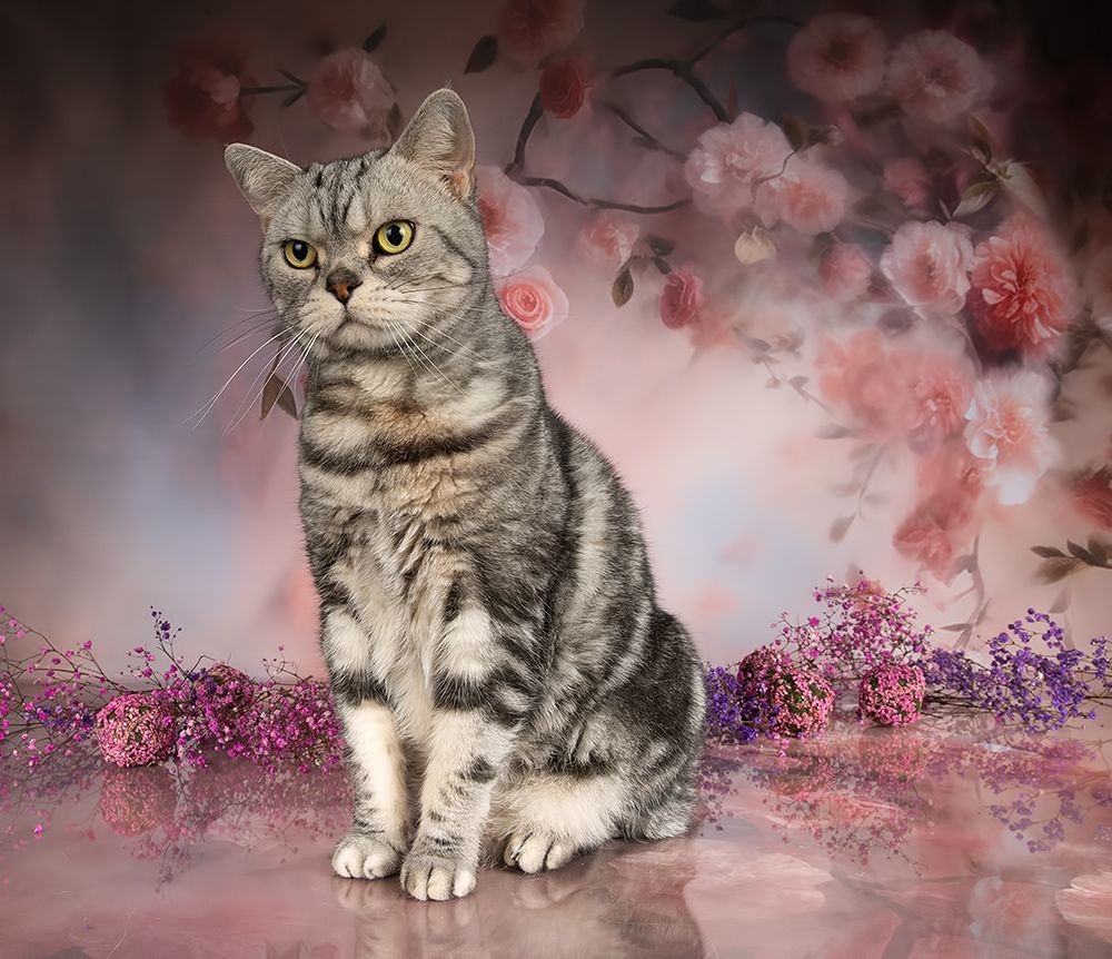 Cats, Spring Time - Котики в Красоте