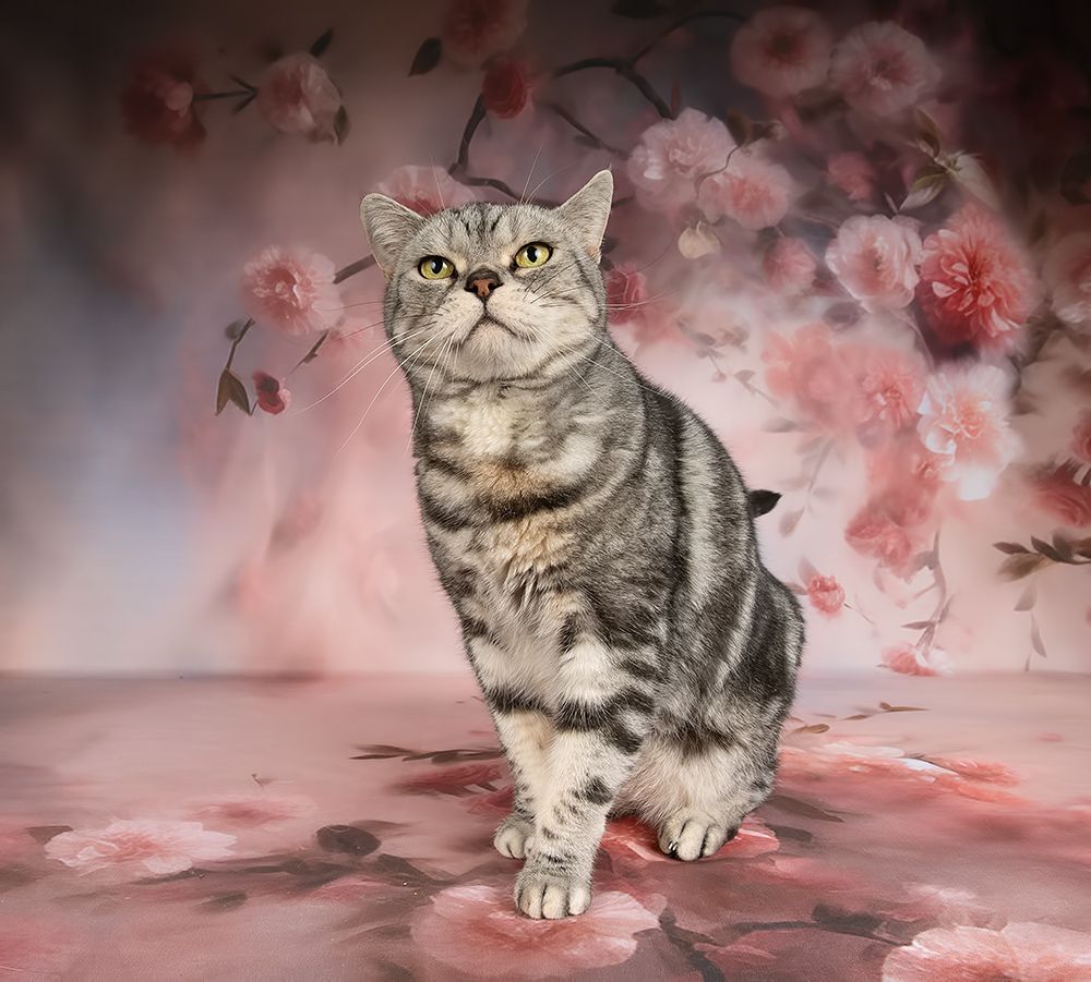 Cats, Spring Time - Котики в Красоте