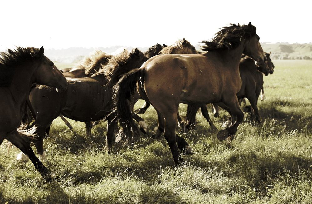 Horses