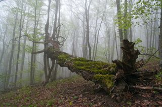Павший воин...