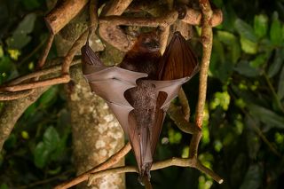 Знакомьтесь: мистер Икс Калонг :)
Cнимок перевернут для удобного рассматривания, калонг, как положено, висит вниз головой.