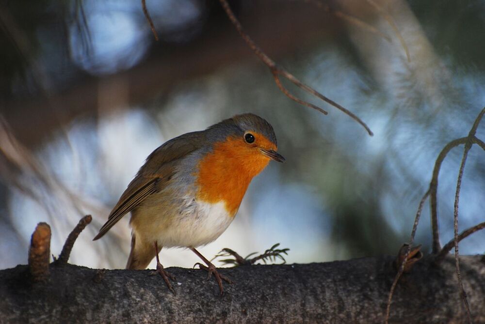 Robins