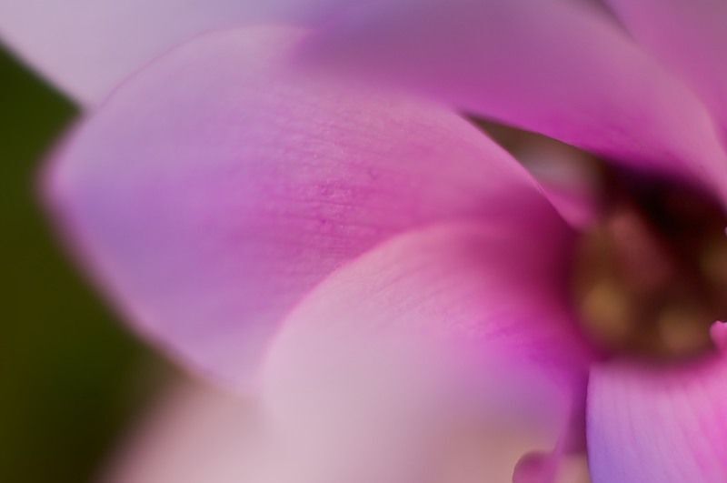 Cyclamen