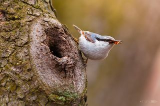 Поползень прилетает к гнезду, чтобы отнести в него очередной кусочек коры с сосны.