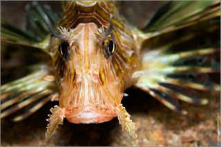 Википедия: Крылатка-зебра, рыба-зебра или полосатая крылатка (лат. Pterois volitans) — рыба семeйства скорпеновых.
Длина тела рыбы около 30 см, оно расписано яркими светлыми полосами. Это хищные рыбы. Они могут спокойно проглатывать рыб длиной до двух третей собственной. Иглами эти рыбы атакуют своих жертв. Окраска тела красная с многочисленными светлыми полосками; грудные плавники большие (отсюда название), хотя летать крылатка не может. Вес рыбы достигает 1 кг. Встречаются в прибрежных водах Красного моря, в тропических водах Индийского и Тихого океанов — у берегов Китая, Японии и Австралии.