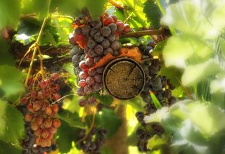 Зрелый виноград